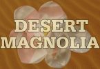 Desert Magnolia - Second Edition Now Available